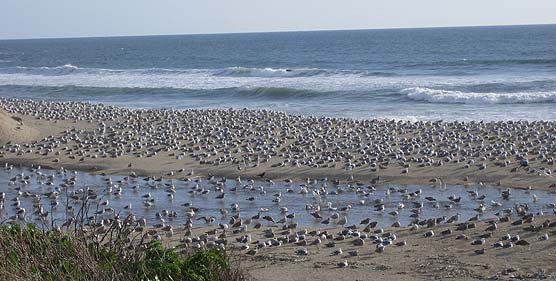 Snowy plovers